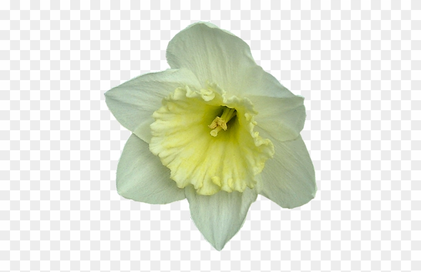 Цветы - Narcissus #820271