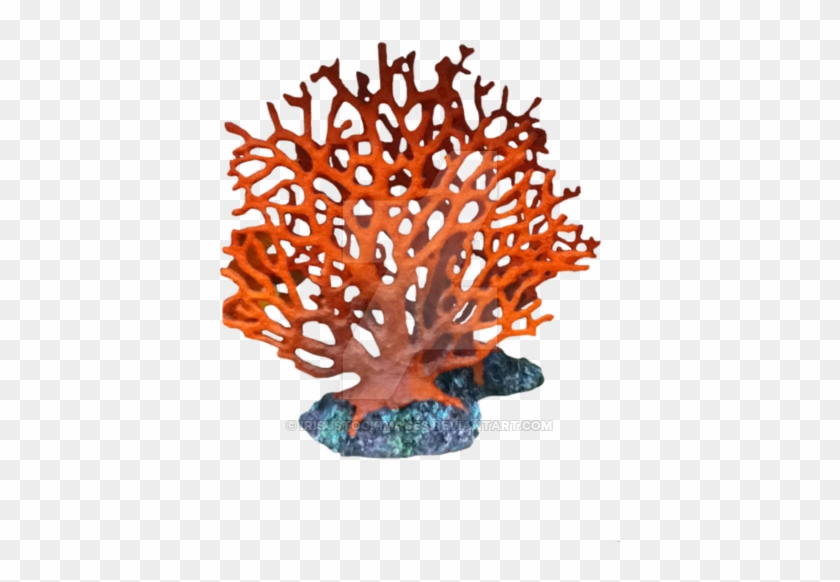 1 Photo - Transparent Background Coral Transparent #820279