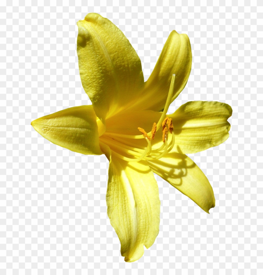 Imágenes Para Photoscape De Flores Y Plantas - Yellow Flowers #820285