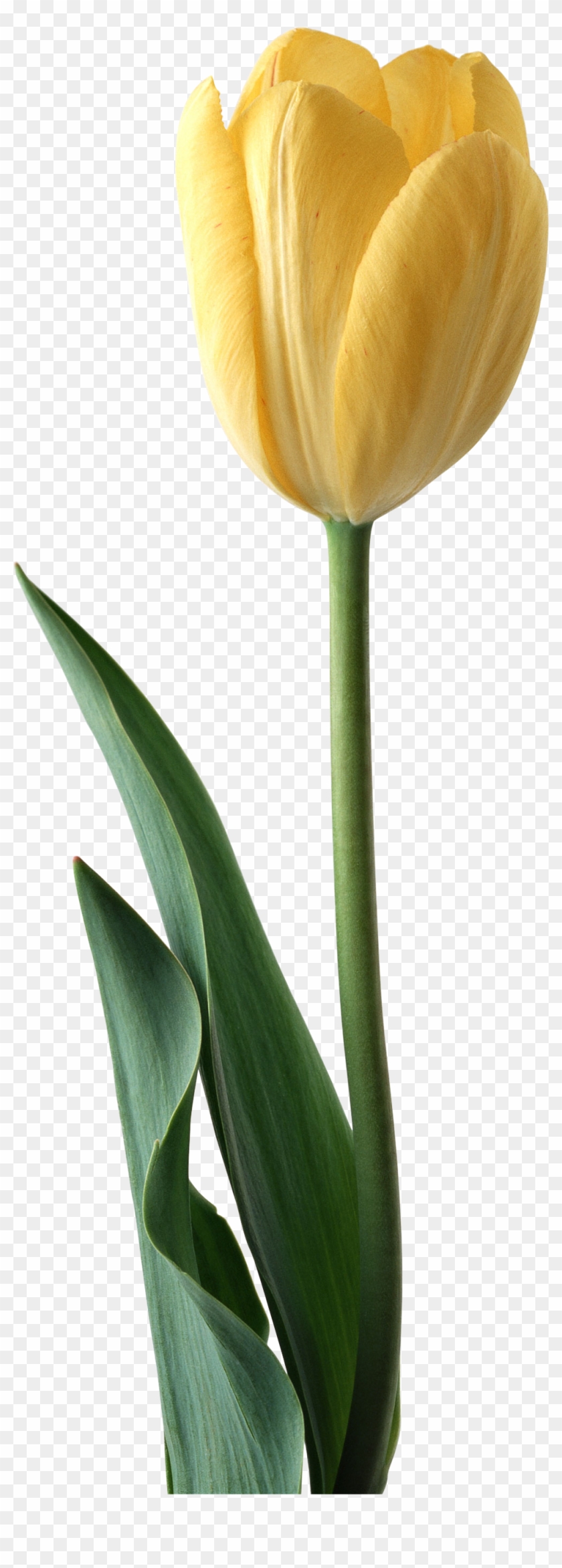 Tulip #820284