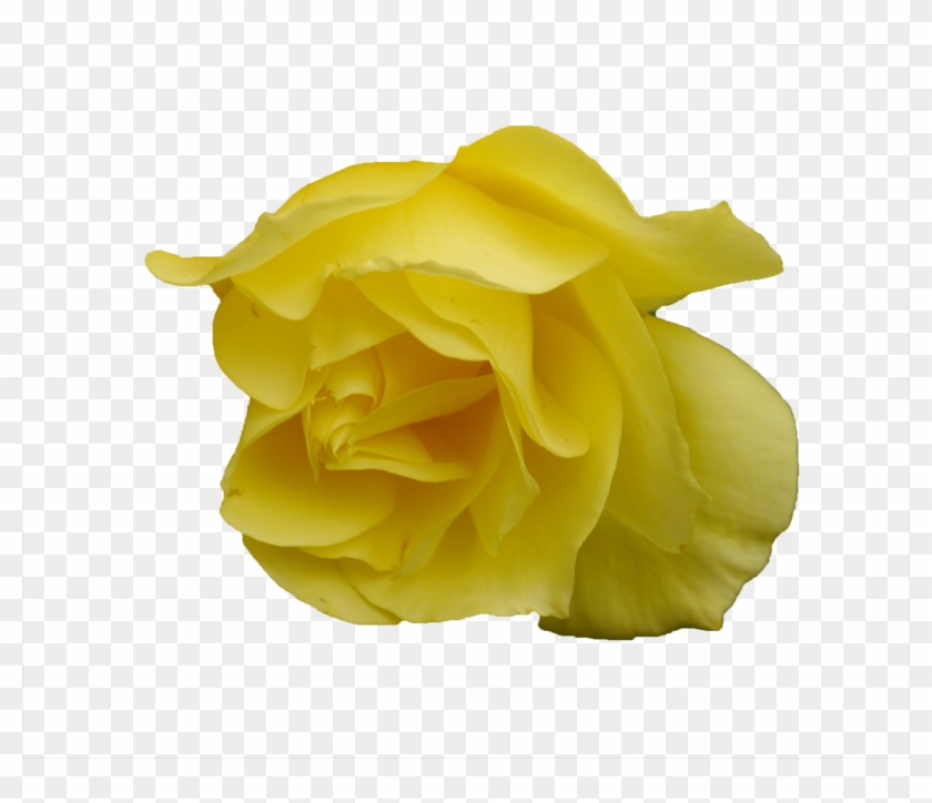 Rose #820290