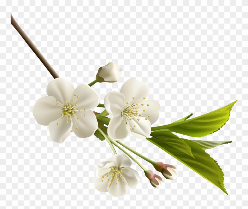 Png Клипарт "beautiful Flowers" - White Cherry Blossom Flower #820294