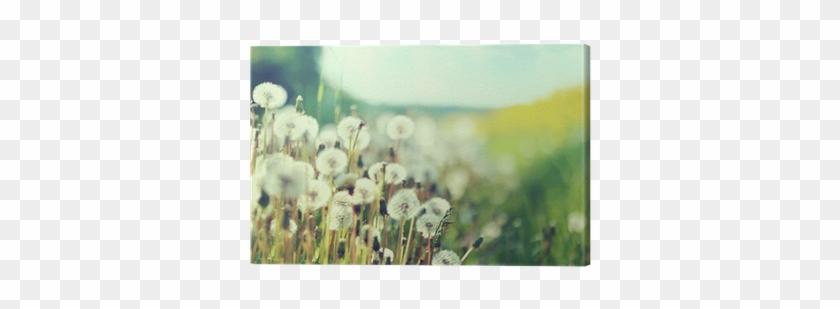 6 Kbyte, Free - Den Wind Gepredigt [book] #820295