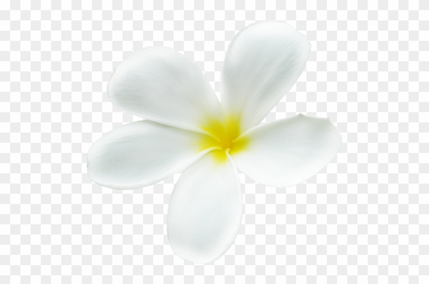 Exotic Flowers - Frangipani #820296