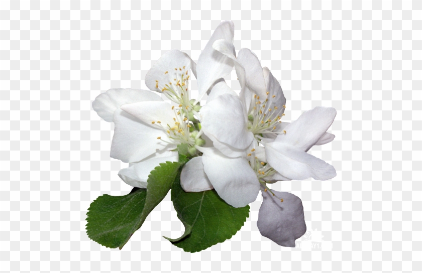 Белые Цветы - Flower #820303