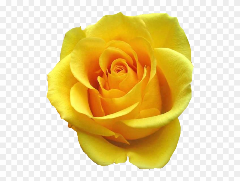 Flower Sticker Rosa Amarela Clip Art - Rosa Amarela Em Png #820309