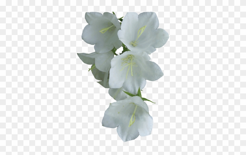 White Flower Png - Real White Flower Png #820308