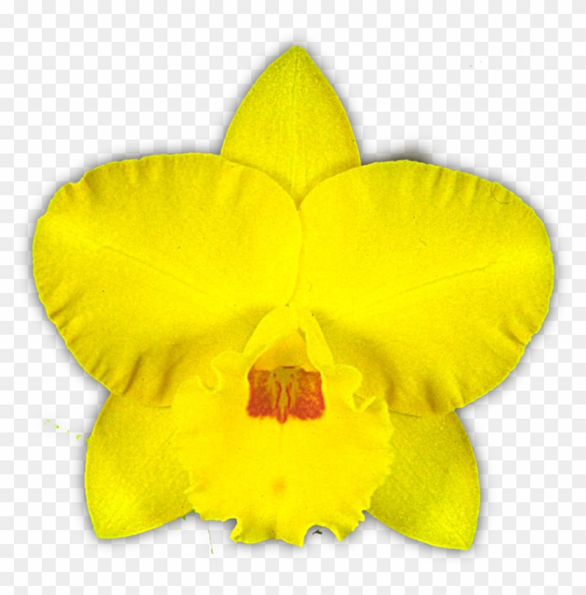 Free Spirit 'lea' Am/qos - Cattleya Orchids #820311