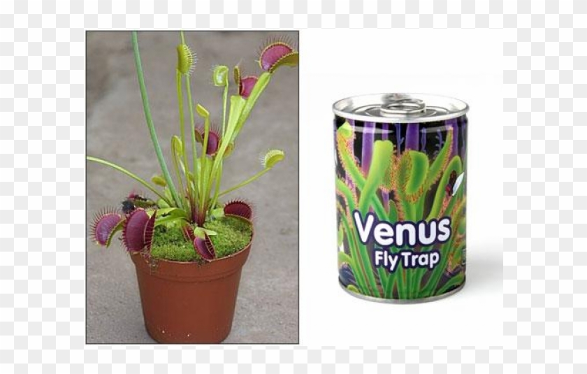 Venus Fly Trap.