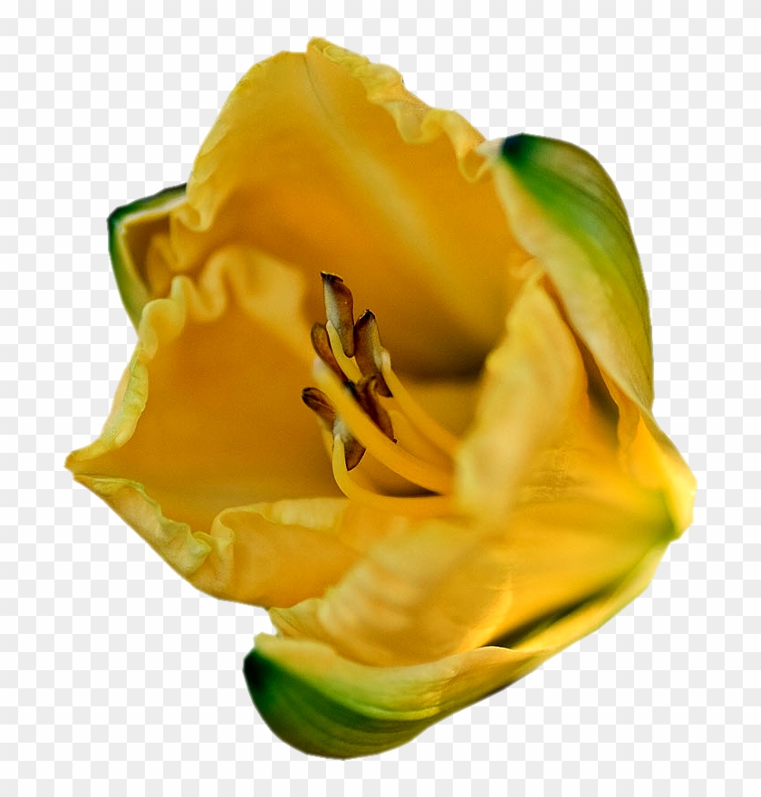 Imágenes Para Photoscape De Flores Y Plantas - Tulip #820335
