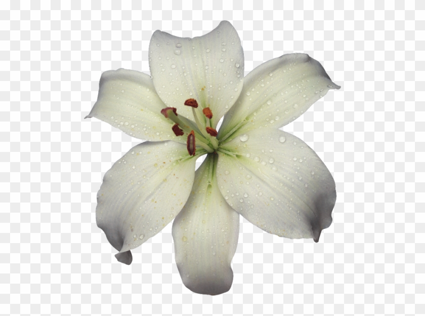 White Lily Flower Gifs Beautiful Small Flowers And - Flower Gifs White Lily #820356