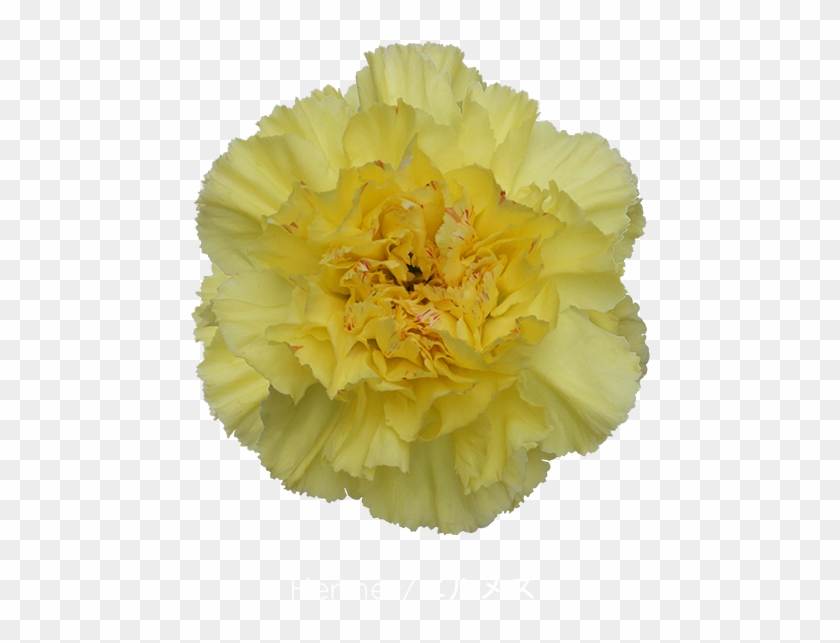 Colibri Flowers Carnation Hermes, Grower Of Carnations, - Yellow #820360