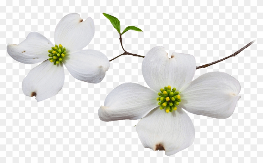 Dogwood Flower - Dogwood Flower Png #820361