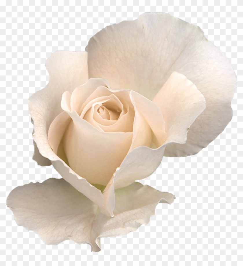 2 Png - White Rose Transparent #820373