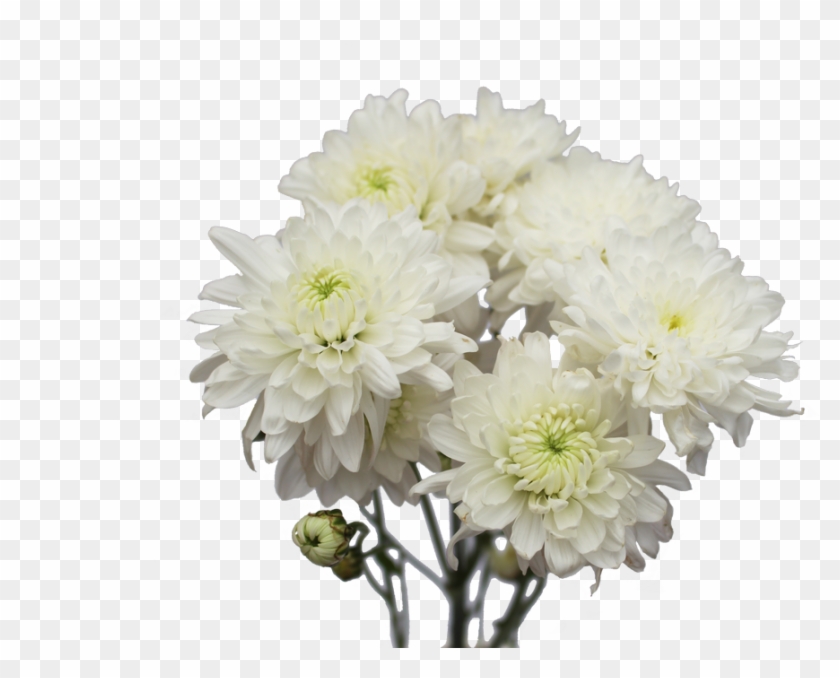 Chrysanthemum Flower Chrysanthemum Flower - Cut Flowers #820382