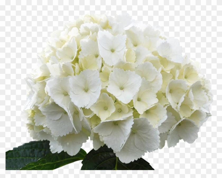 Gardens - White Hydrangea Flower Png #820395