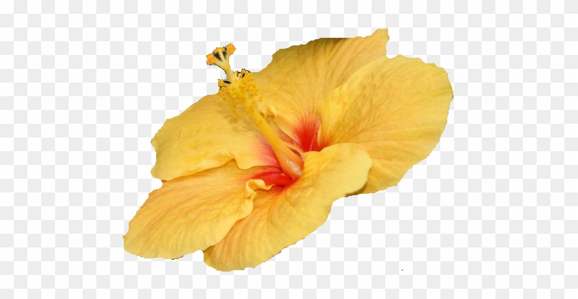 Ibiscus Jaune - Hibiscus Amarillo #820402