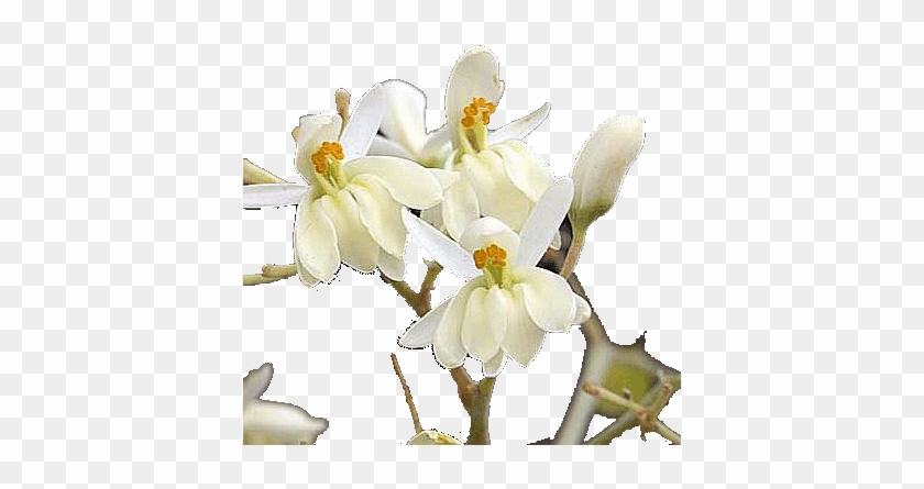 Moringa Flowers Use In Traditional Medicine - Moringa Tree Flowers #820403