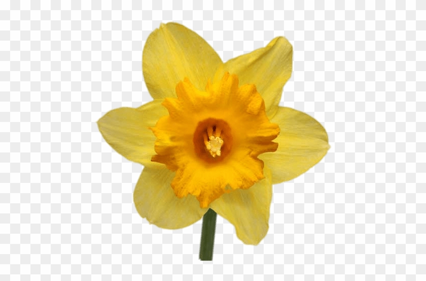 Daffodil Transparent Png - Yellow Daffodil #820412