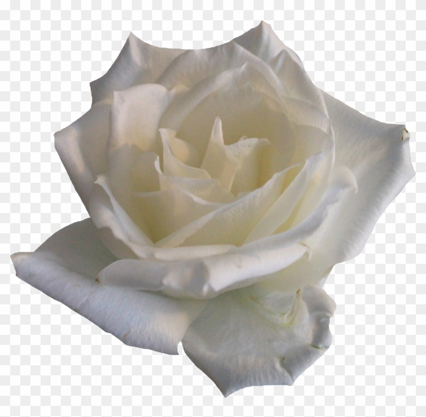 White Rose 02 Png By Thy Darkest Hour - Rose #820422