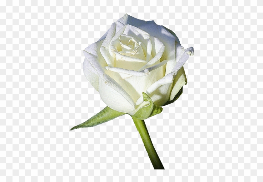 Belles Fleurs Roses Blanches - Free Transparent PNG Clipart Images Download
