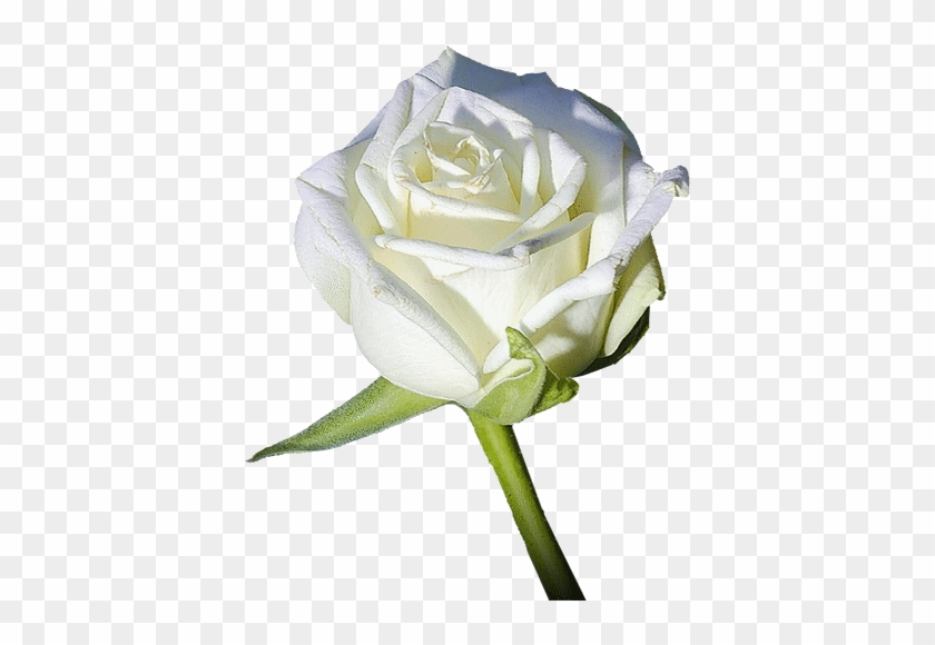 Belles Fleurs Roses Blanches #820437