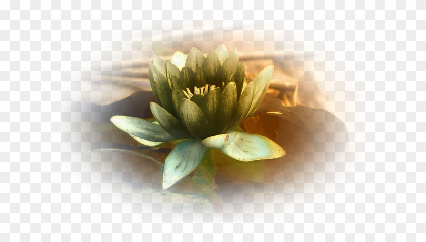 Fleur - Artificial Flower #820441