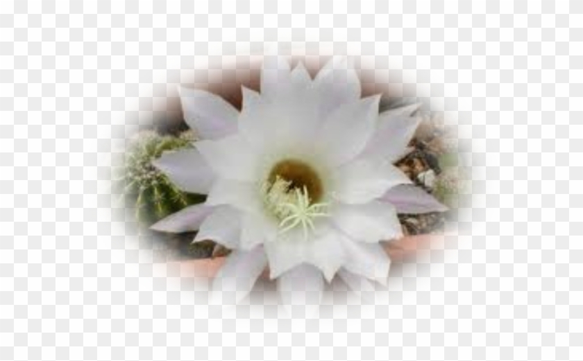 Mes Tubes Fleurs De Cactus - Fleurs De Cactus #820464