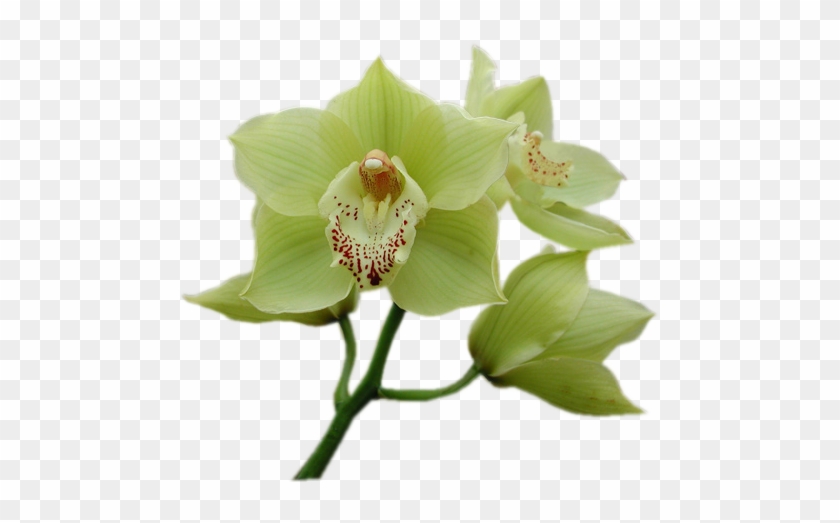 Tube Fleur Orchidée - Gif De Fleur Blanche #820471