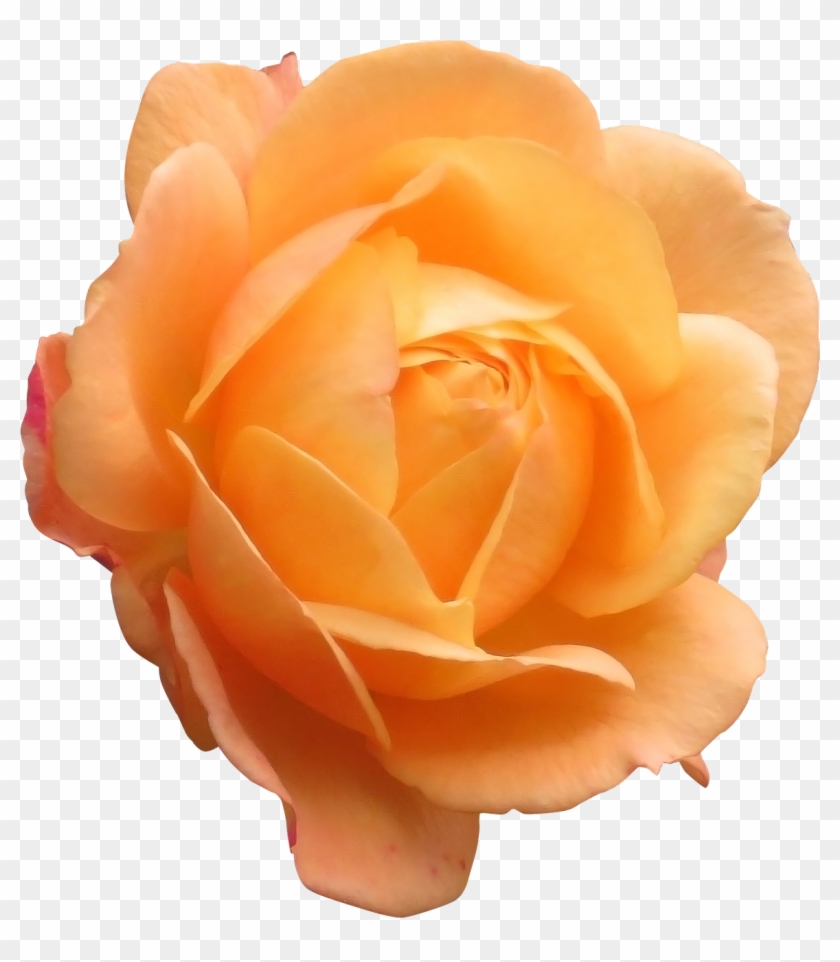 #4046385907, V - 3 - 6 463 - 1 Kb, Orange Flowers - Flower #820482