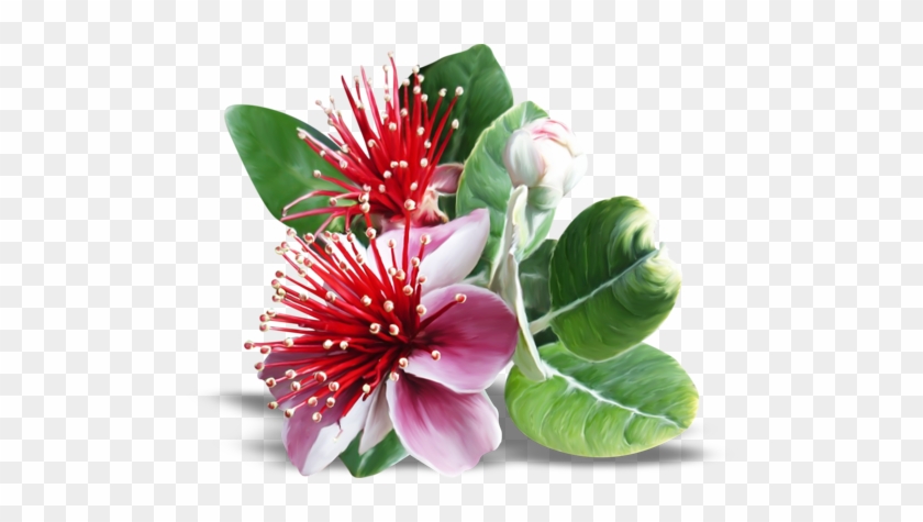 Reflexos Flores Na Agua #820495