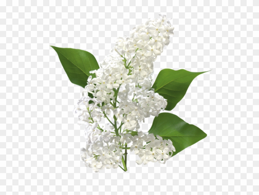 Tubes Fleurs - Types Of White Flowers Used In Winter Bouquet #820508