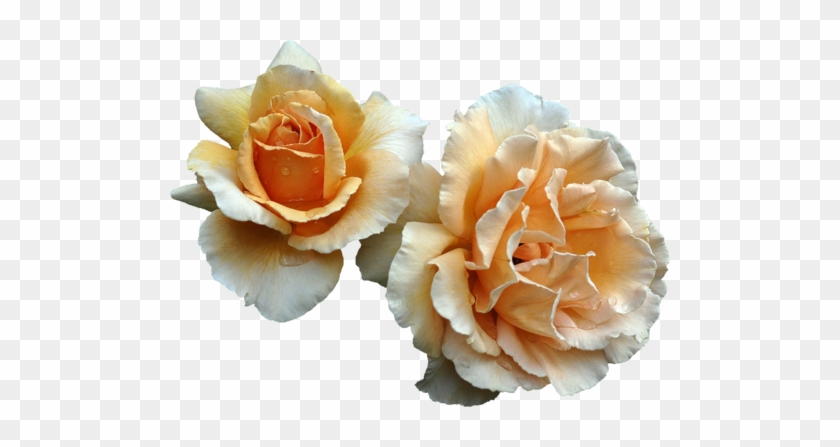 Flowers Image - Orange Flowers Transparent #820519