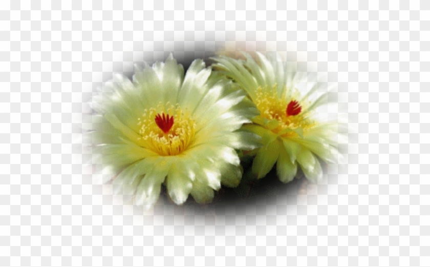 Mes Tubes Fleurs De Cactus - Gif Fleurs De Cactus #820533