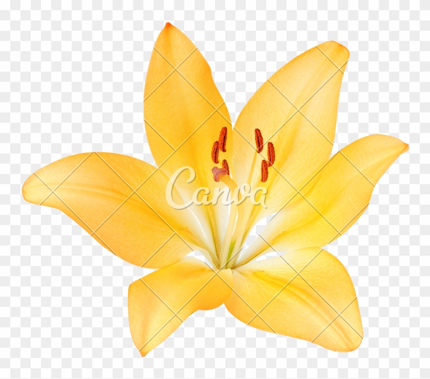 Yellow Lily Flower - Photography #820536