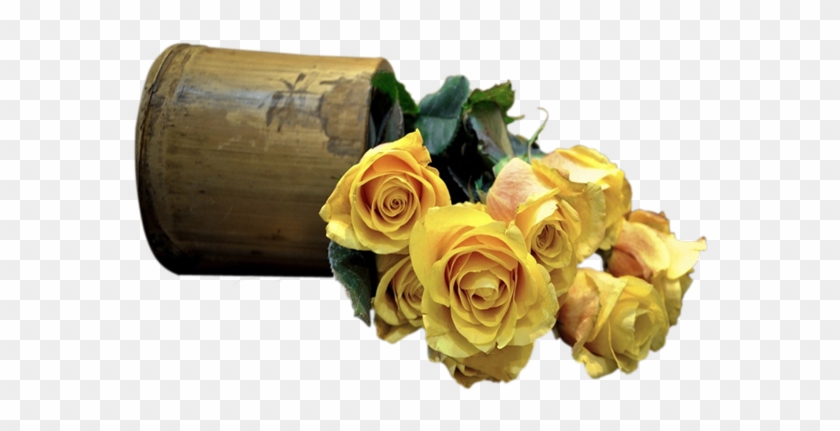 Printemps Roses Tubes Fleurs Printemps Rose Jaunes Rose Bush Flower Seeds 0 Stratisfied Seeds Free Shipping Free Transparent Png Clipart Images Download