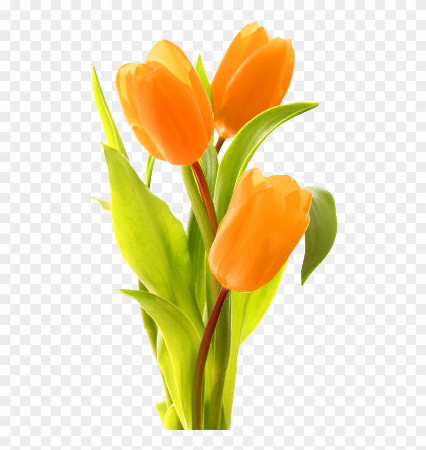 Keukenhof Indira Gandhi Memorial Tulip Garden Bouquet - Orange Tulip With Transparent Background #820543