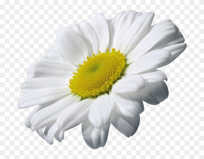 8 Kb, Flower In The Water - Camomile Png #820547