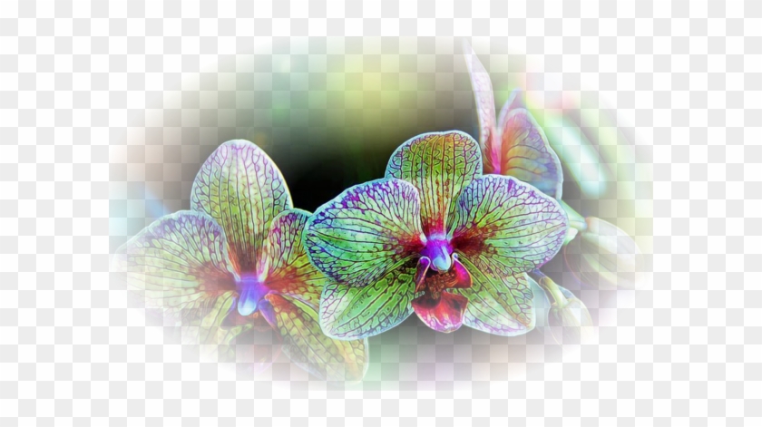 Orchidee - Misted - Orchids #820552