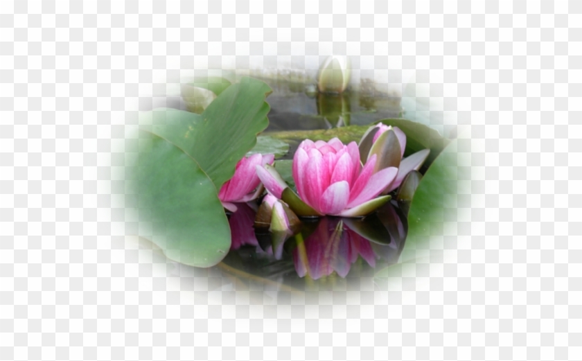 Mes Tubes Lotus - Sacred Lotus #820554