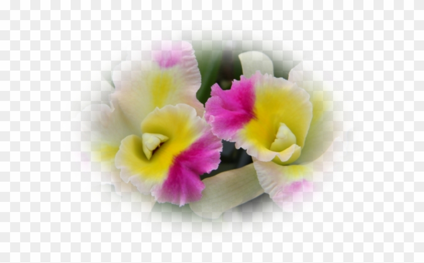 Mes Tubes Orchidées - Christmas Orchid #820568