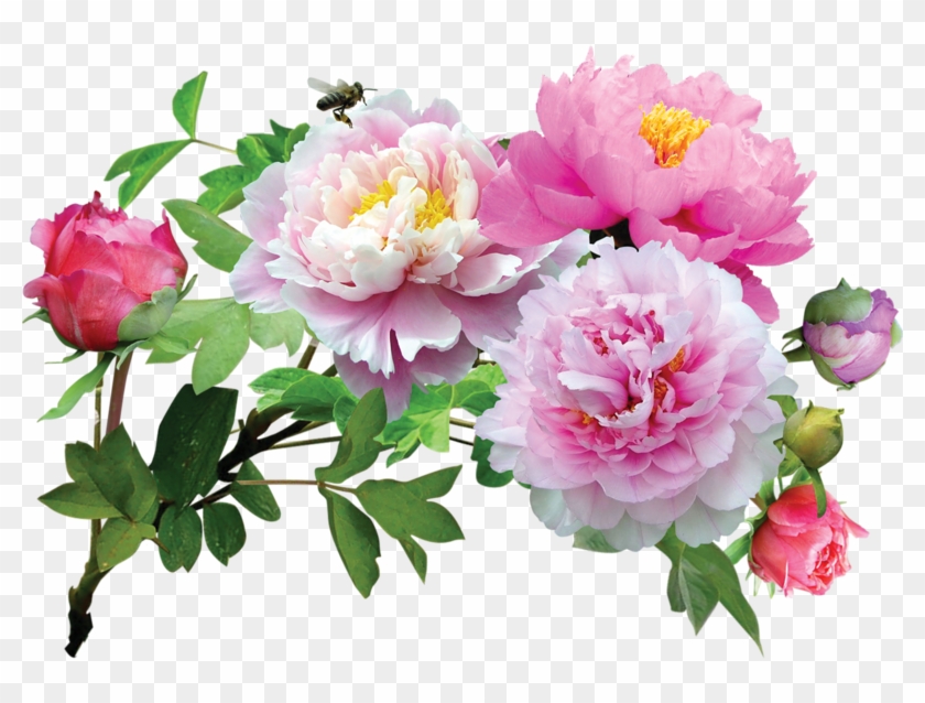 Pivoines - Chinese Peony,peony Root Seeds, - 10 Pcs Peony Seeds #820569