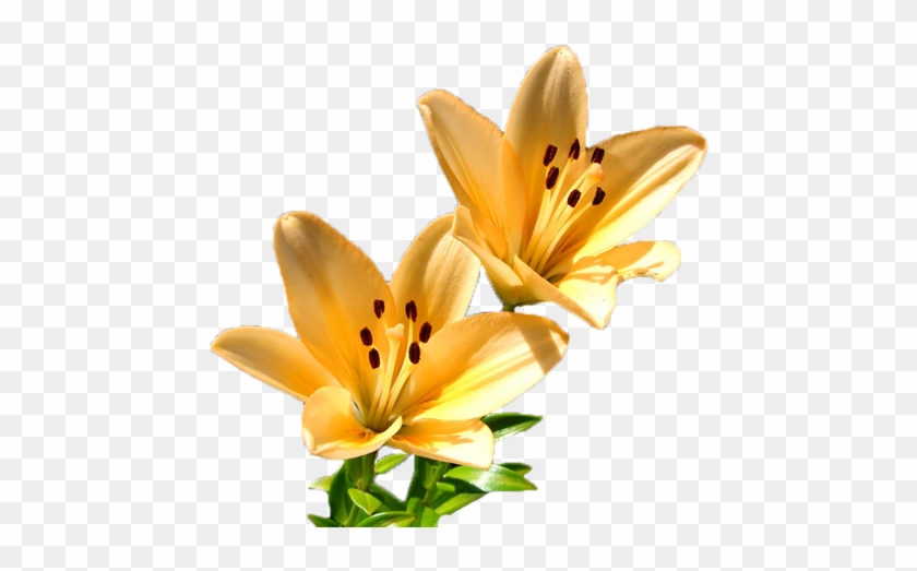 Tubes Fleurs - Orange Lily #820579