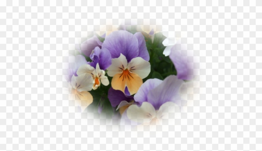 Mes Tubes Fleurs - Pansy #820591