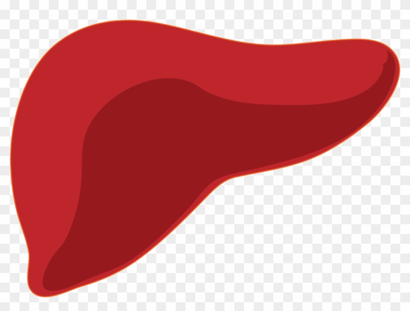 Liver Clipart - Liver Png #822901