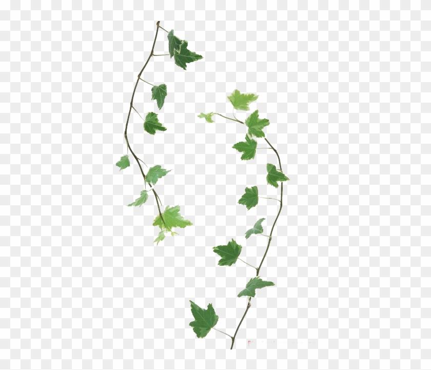 Featured image of post Ramo De Folhas Png Arecaceae planta folha ramo de palmeira vasos de plantas verdes planta de folhas verdes e vaso branco planta caule ma verde plantas png