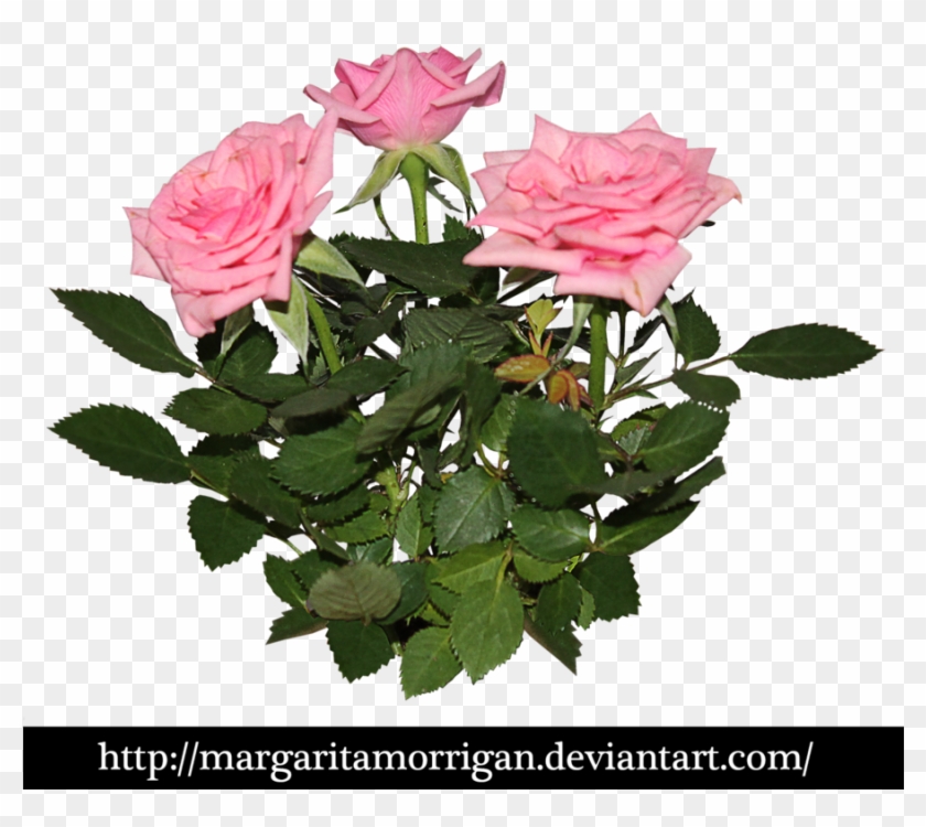 Rose Bush Clipart Transparent - Pink Rose Plant Png #823231