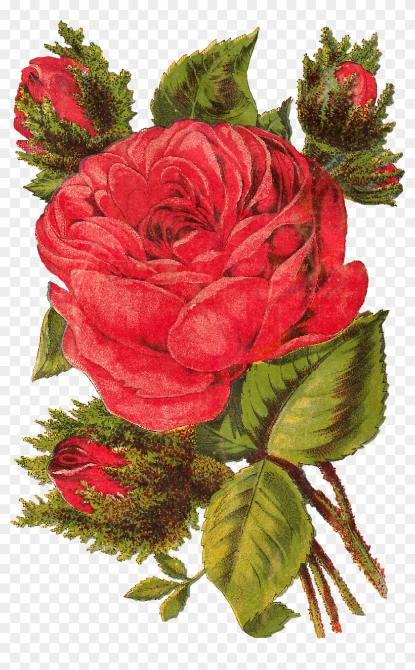 Digital Red Rose Image Download - Rose #823239