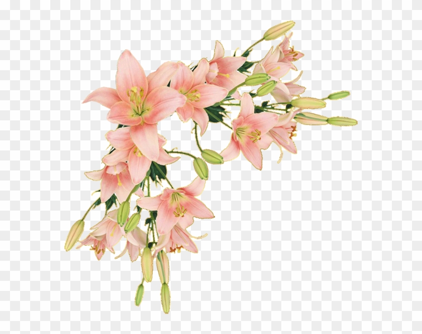 Y Trabajos Con Flores - Flower Border Png Lily #823244