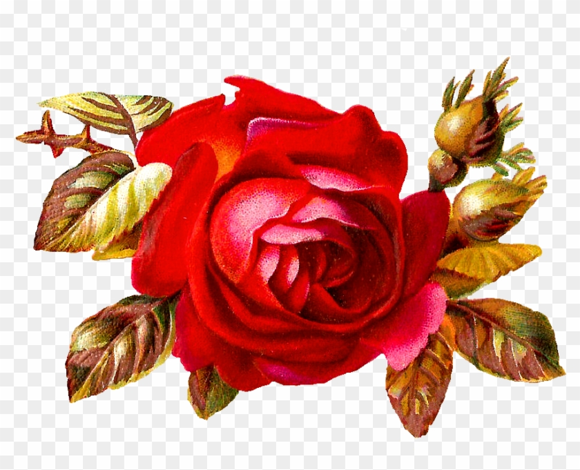 This Is A Stunning Digital Red Rose Graphic I Created - Vintage Red Roses Clipart #823247